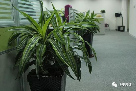 羨慕“別人家的”公司？這種逼格你的公司也有(圖2)